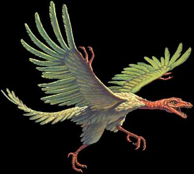20081201090425-archaeopteryx.jpg