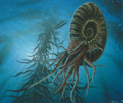 20090103140044-ammonites.jpg